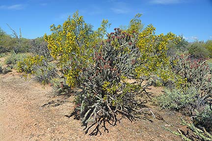 Buckhorn Cholla, McDowell Mountain Regional Park, March 20, 2015